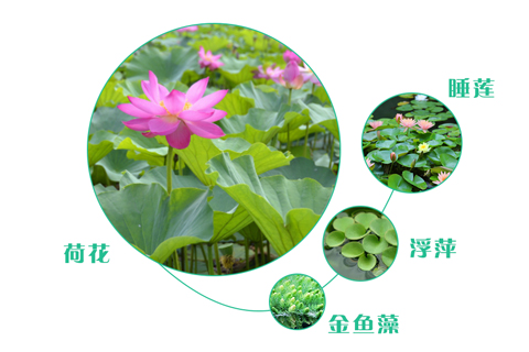 如何選擇污水處理工程的人工濕地植物？